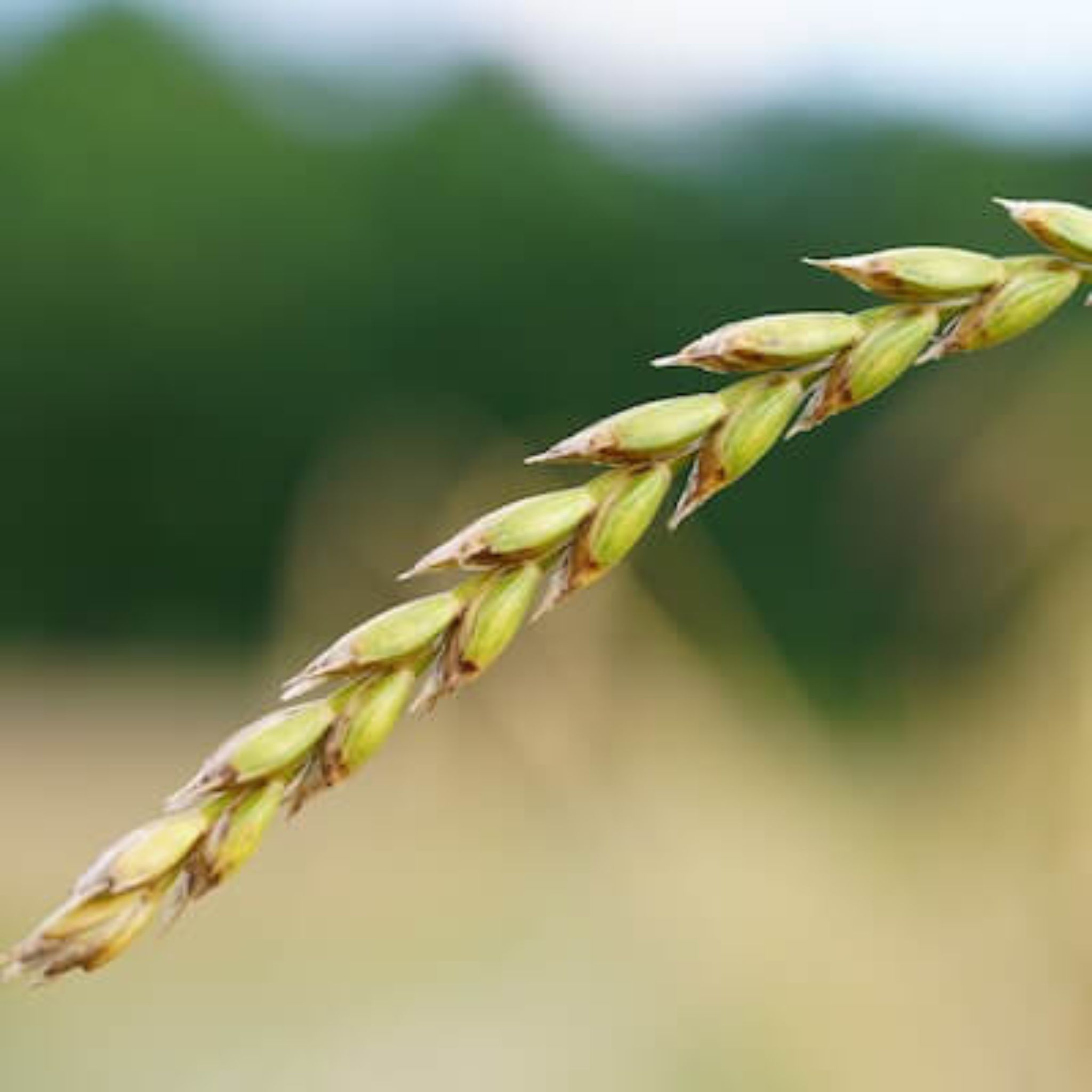 Pois vert bio, entier