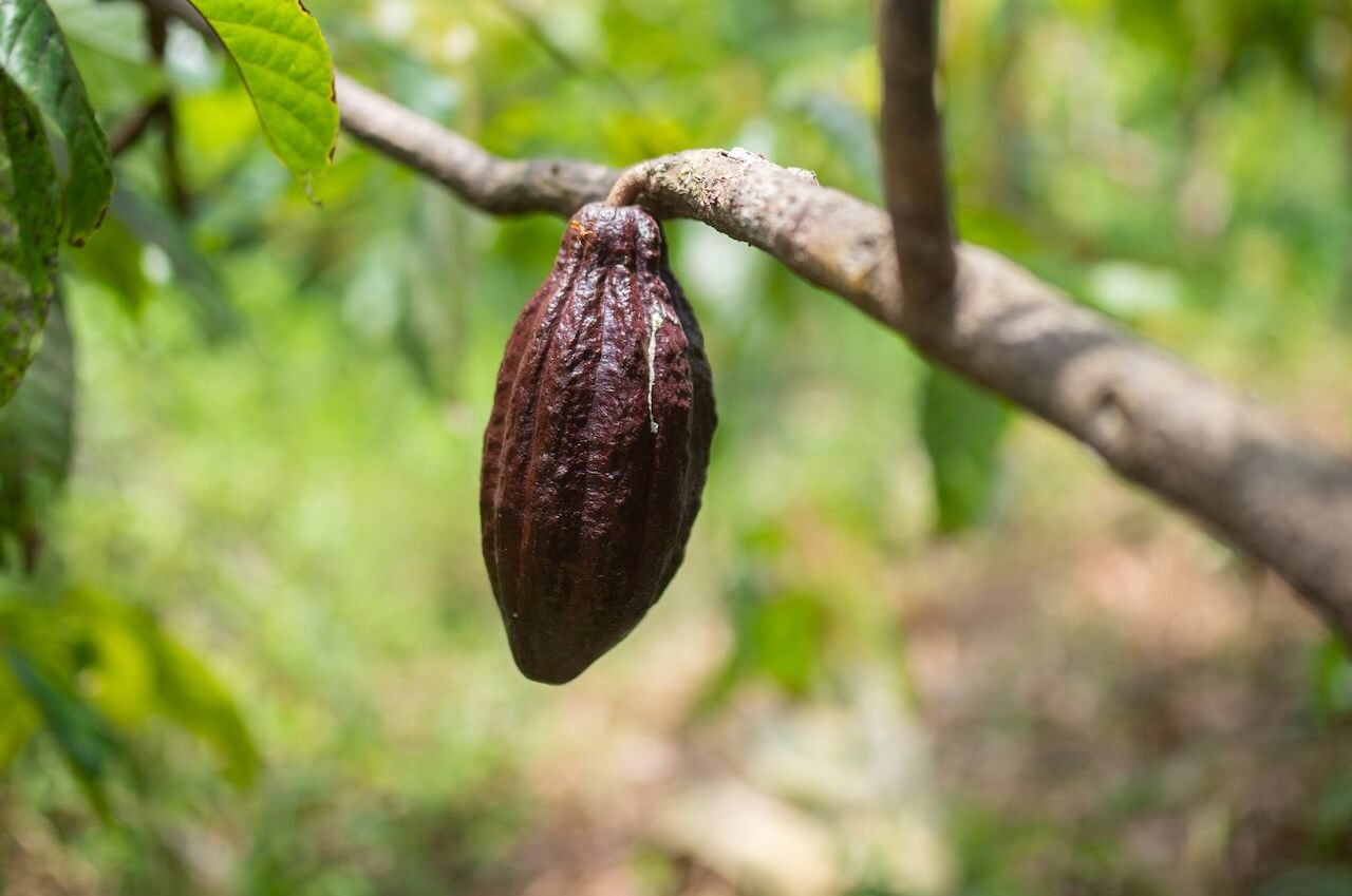 Kakao Cacao