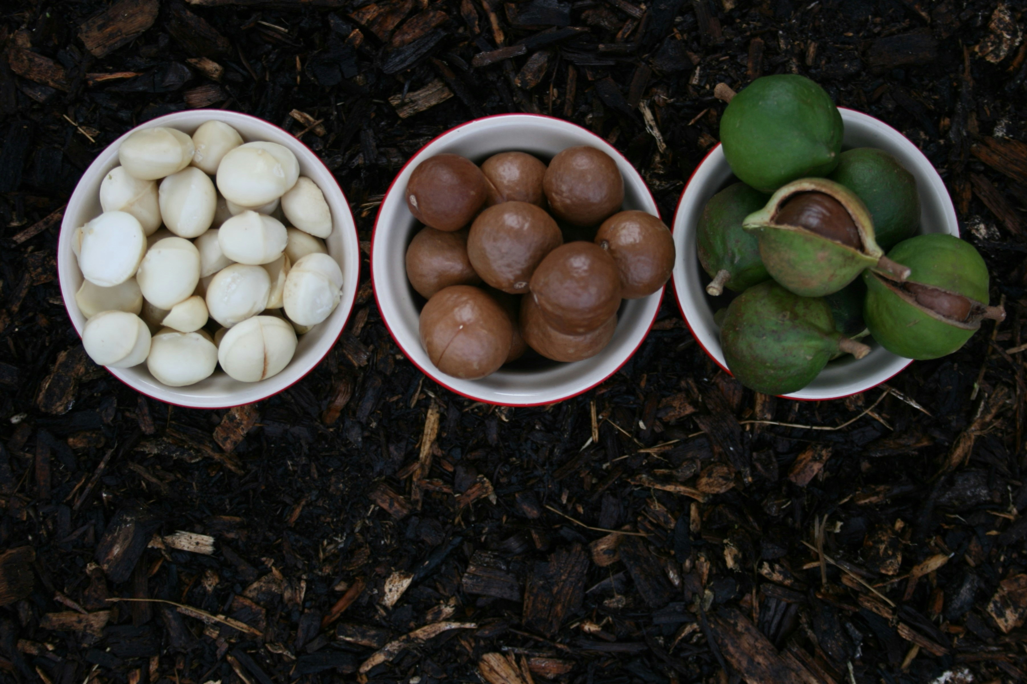 Noix de macadamia bio 1 kg