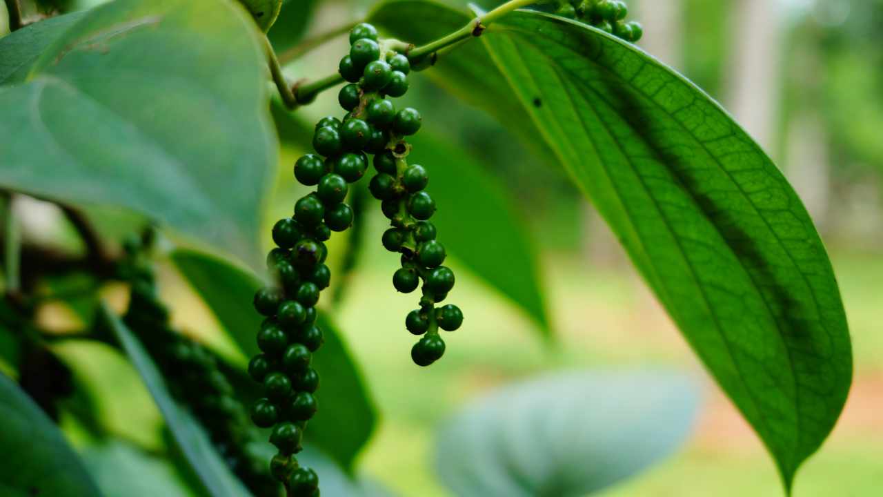 Pimienta verde