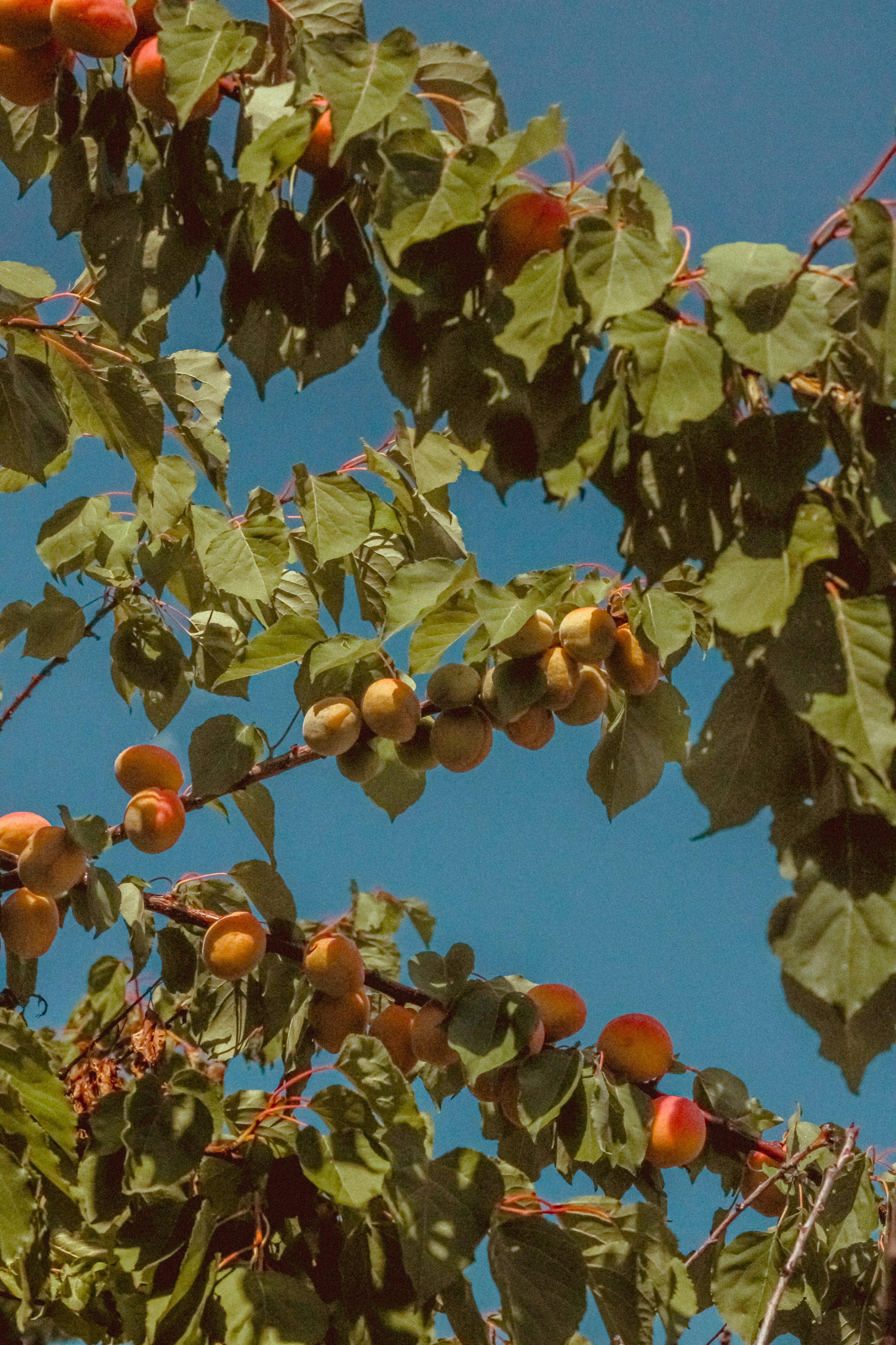 Bio wilde Aprikosen getrocknet