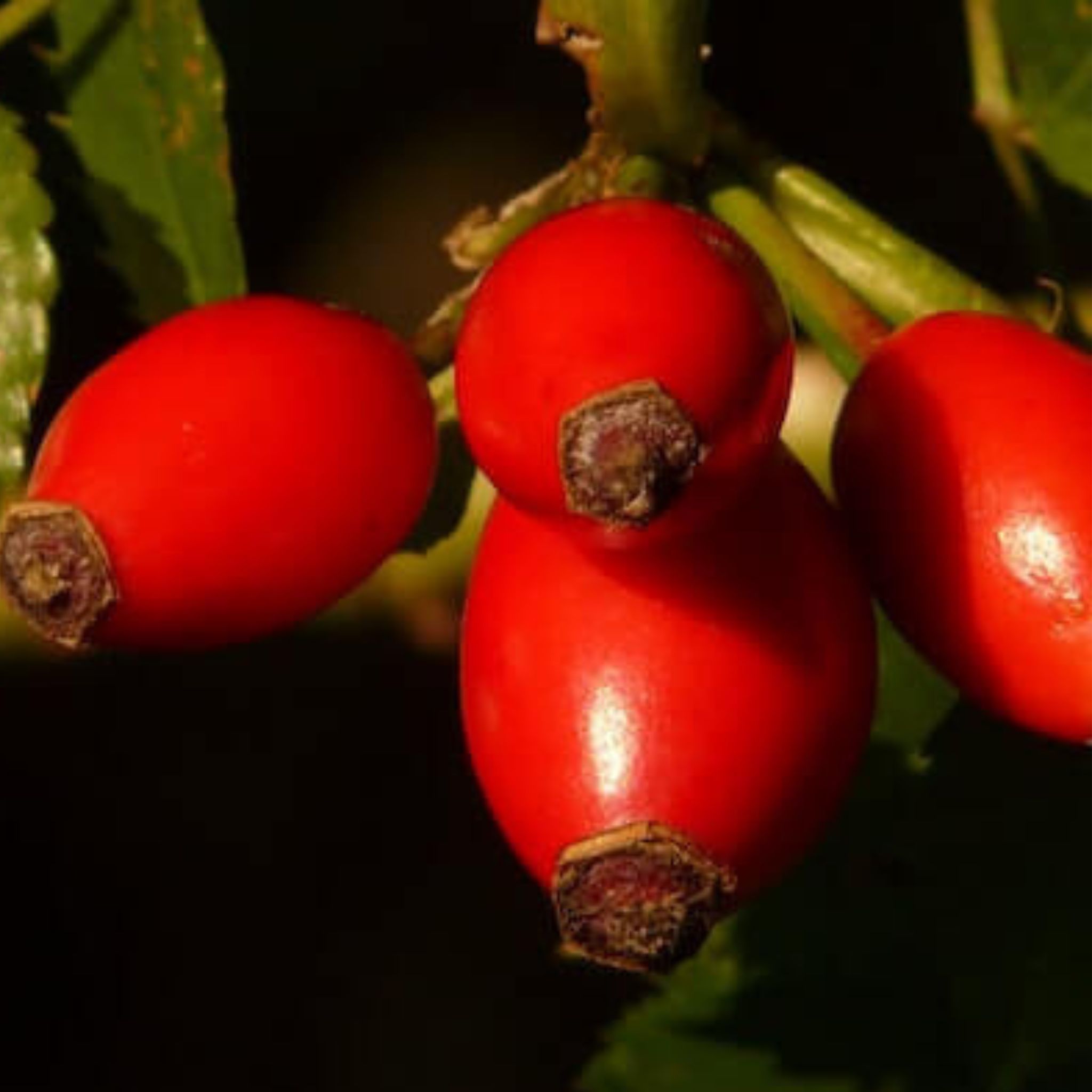 Polvere di rosa canina biologica 1 kg