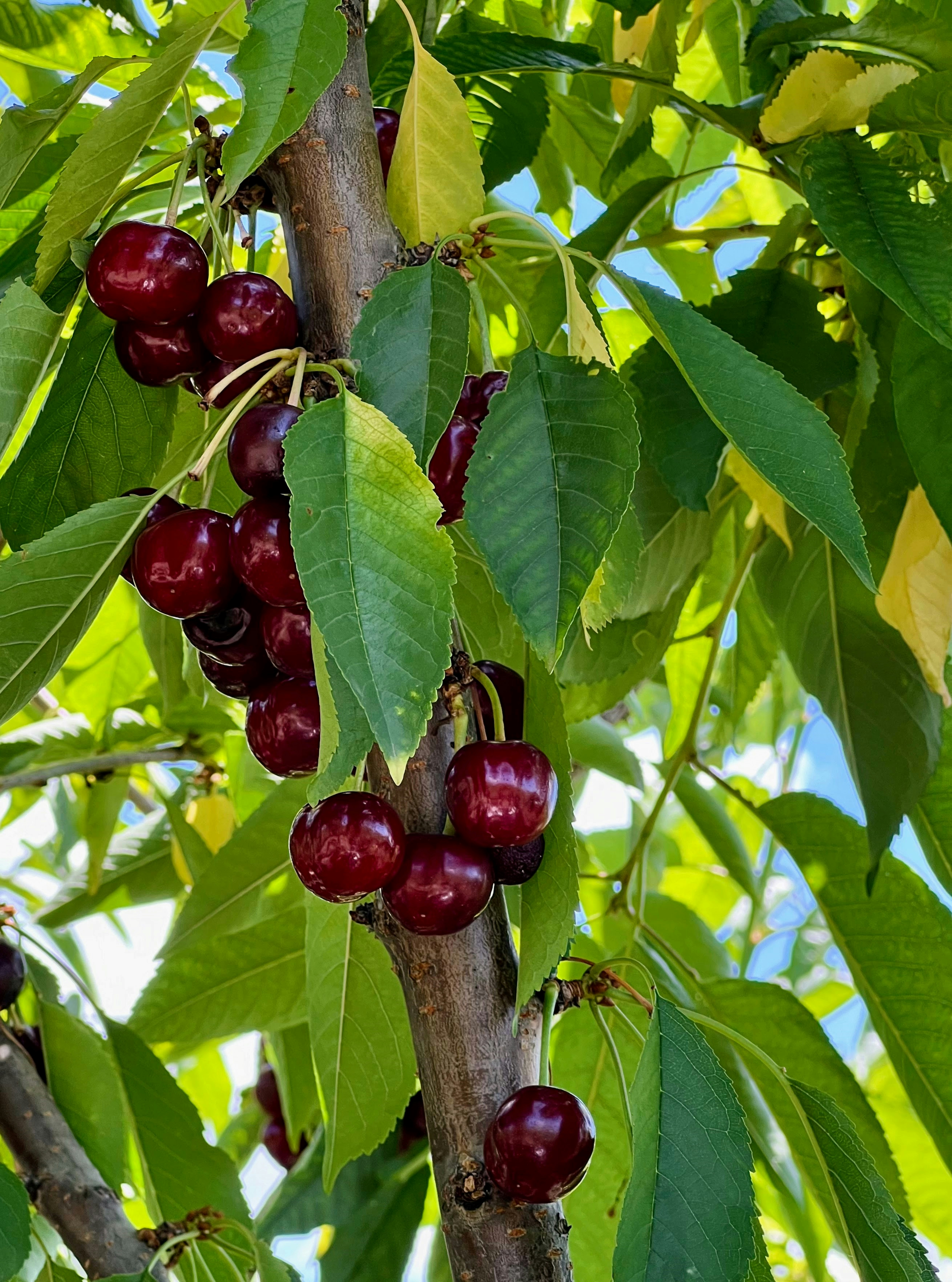 Bio Sauerkirschen getrocknet